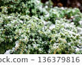 Coniferous plant in winter covered with snow, close up. 136379816
