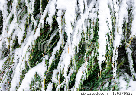 Coniferous plant in winter covered with snow, close up. Coniferous plant in winter covered with snow, close up. 136379822
