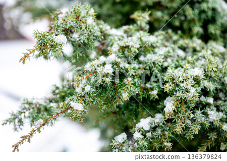 Coniferous plant in winter covered with snow, close up. 136379824