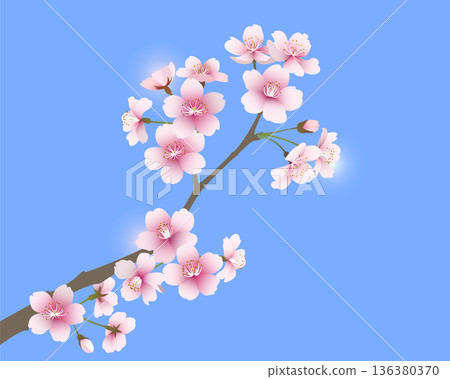 櫻花（淺藍色背景） 136380370
