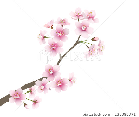 櫻花（透明背景） 136380371