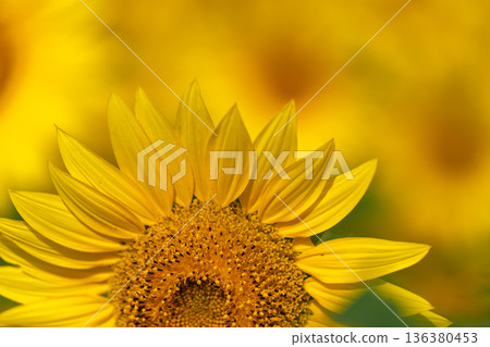 在京都市西京區大原野拍攝晚開的向日葵 136380453