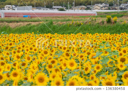 Photographing late-blooming sunflowers in full bloom in Oharano, Nishikyo Ward, Kyoto City Photographing late-blooming sunflowers in full bloom in Oharano, Nishikyo Ward, Kyoto City 136380458