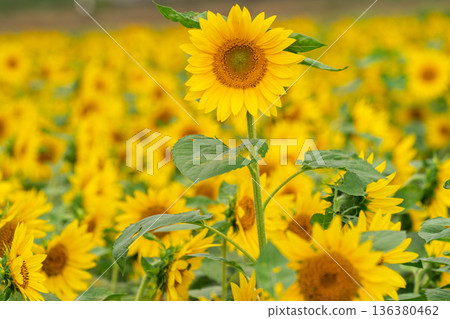在京都市西京區大原野拍攝晚開的向日葵 136380462