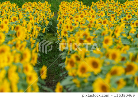 在京都市西京區大原野拍攝晚開的向日葵 在京都市西京區大原野拍攝晚開的向日葵 136380469