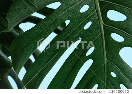 Natural background with tropical monstera leaf close up. Natural background with tropical monstera leaf close up. 136380630