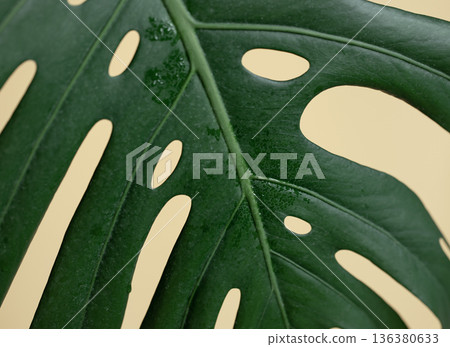 Natural background with tropical monstera leaf close up. 136380633