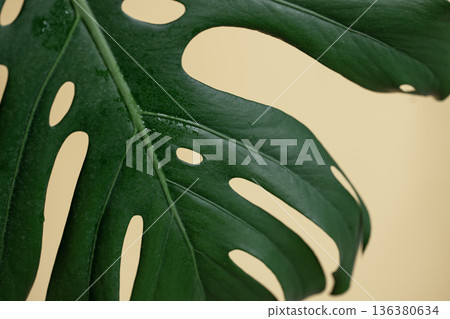 Natural background with tropical monstera leaf close up. Natural background with tropical monstera leaf close up. 136380634