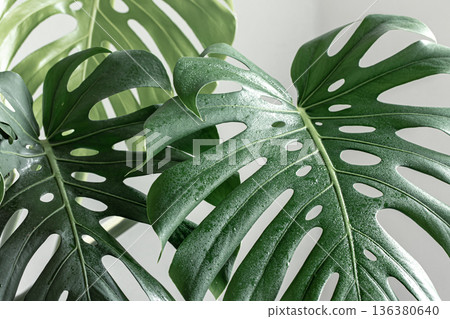 Close-up of textured leaves of tropical plant monstera. Close-up of textured leaves of tropical plant monstera. 136380640