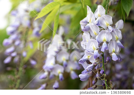 Wisteria tree blooming, flowering blossom in Japanese park. Wisteria tree blooming, flowering blossom in Japanese park. 136380698