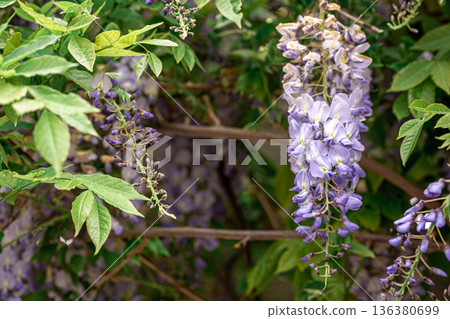Wisteria tree blooming, flowering blossom in Japanese park. Wisteria tree blooming, flowering blossom in Japanese park. 136380699