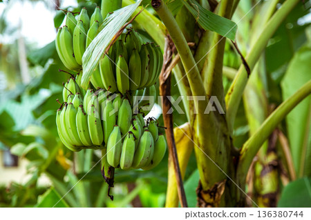 palm tree with green bananas palm tree with green bananas 136380744