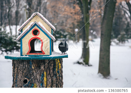 Pigeon near a bright wooden feeder in the winter forest. 136380765