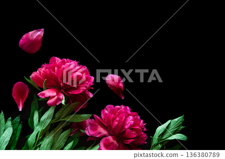 Pink peonies on a black background, flat lay. 136380789
