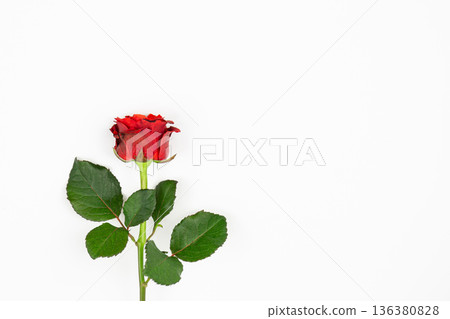 Red rose on a white background isolated, flat lay. Red rose on a white background isolated, flat lay. 136380828