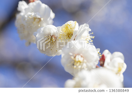 white plum blossom white plum blossom 136380849