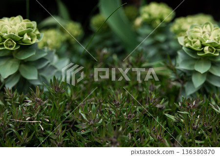 Rosetta stonecrop, or Sedum rosetta. Close-up photo of its small green leaves. Rosetta stonecrop, or Sedum rosetta. Close-up photo of its small green leaves. 136380870