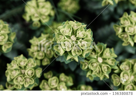 Rosetta stonecrop, or Sedum rosetta. Close-up photo of its small green leaves. 136380878