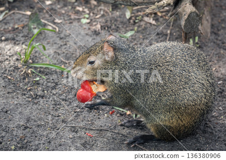 A small animal capybara nibbles on a pepper. A small animal capybara nibbles on a pepper. 136380906