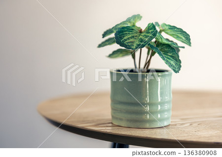 A small indoor plant in a ceramic pot in the interior of the room. A small indoor plant in a ceramic pot in the interior of the room. 136380908