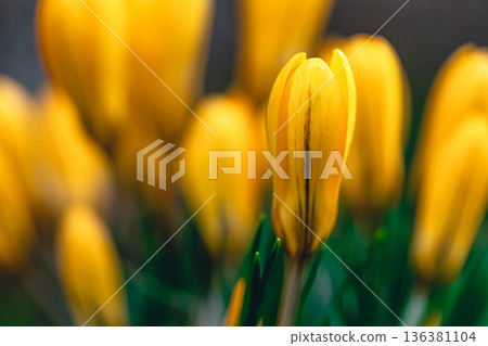 Spring flowers crocuses close-up in the garden. 136381104