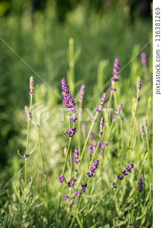 Summer nature background with blue lavender flowers. Summer nature background with blue lavender flowers. 136381269