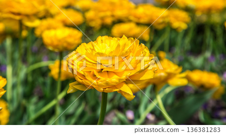 Terry yellow tulips on the flowerbed Terry yellow tulips on the flowerbed 136381283