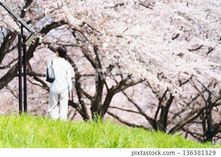 A young woman walking along a row of cherry blossom trees. Lifestyle image A young woman walking along a row of cherry blossom trees. Lifestyle image 136381329