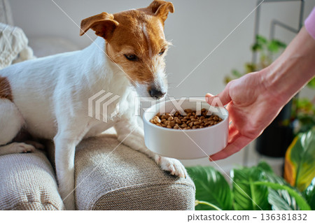 Woman offering food to dog sitting on sofa at home Woman offering food to dog sitting on sofa at home 136381832