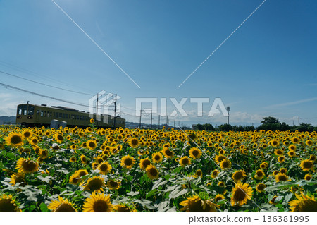 Sunflowers in full bloom photographed with the Omi Railway in Noguchicho, Higashiomi City, Shiga Prefecture 136381995