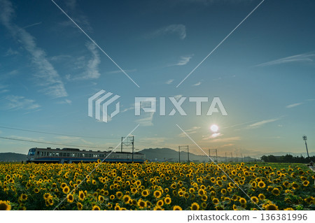 在滋賀縣東近江市野口町,拍攝到盛開的向日葵與近江鐵道交相輝映的景象。 在滋賀縣東近江市野口町,拍攝到盛開的向日葵與近江鐵道交相輝映的景象。 136381996