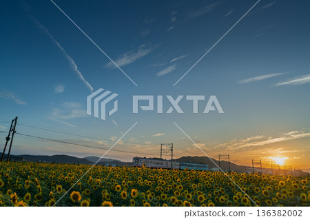 在滋賀縣東近江市野口町，拍攝到盛開的向日葵與近江鐵道交相輝映的景象。 136382002