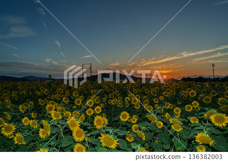 在滋賀縣東近江市野口町，拍攝到盛開的向日葵與近江鐵道交相輝映的景象。 136382003