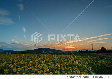 在滋賀縣東近江市野口町,拍攝到盛開的向日葵與近江鐵道交相輝映的景象。 在滋賀縣東近江市野口町,拍攝到盛開的向日葵與近江鐵道交相輝映的景象。 136382005