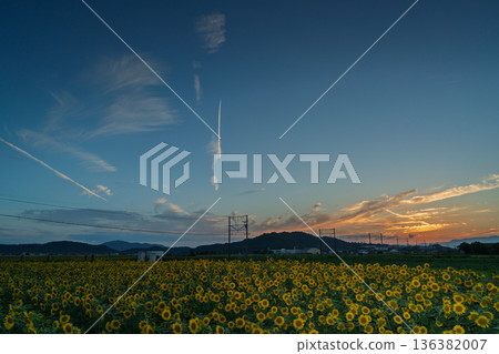 在滋賀縣東近江市野口町，拍攝到盛開的向日葵與近江鐵道交相輝映的景象。 136382007