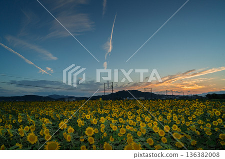 在滋賀縣東近江市野口町,拍攝到盛開的向日葵與近江鐵道交相輝映的景象。 在滋賀縣東近江市野口町,拍攝到盛開的向日葵與近江鐵道交相輝映的景象。 136382008