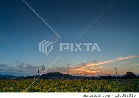 在滋賀縣東近江市野口町,拍攝到盛開的向日葵與近江鐵道交相輝映的景象。 在滋賀縣東近江市野口町,拍攝到盛開的向日葵與近江鐵道交相輝映的景象。 136382010