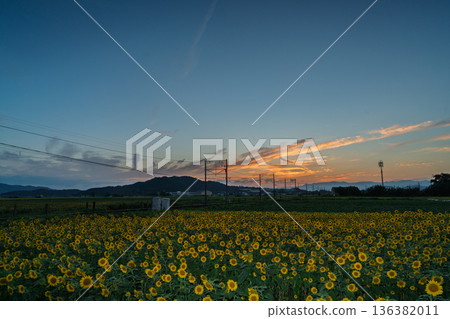 在滋賀縣東近江市野口町，拍攝到盛開的向日葵與近江鐵道交相輝映的景象。 136382011