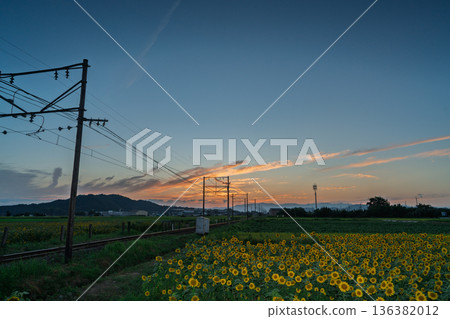 Sunflowers in full bloom photographed with the Omi Railway in Noguchicho, Higashiomi City, Shiga Prefecture 136382012