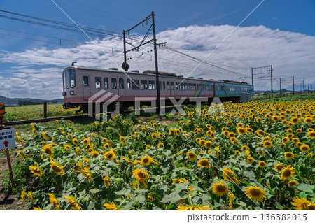 Sunflowers in full bloom photographed with the Omi Railway in Noguchicho, Higashiomi City, Shiga Prefecture Sunflowers in full bloom photographed with the Omi Railway in Noguchicho, Higashiomi City, Shiga Prefecture 136382015