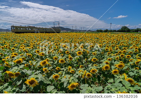 Sunflowers in full bloom photographed with the Omi Railway in Noguchicho, Higashiomi City, Shiga Prefecture Sunflowers in full bloom photographed with the Omi Railway in Noguchicho, Higashiomi City, Shiga Prefecture 136382016