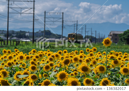 Sunflowers in full bloom photographed with the Omi Railway in Noguchicho, Higashiomi City, Shiga Prefecture Sunflowers in full bloom photographed with the Omi Railway in Noguchicho, Higashiomi City, Shiga Prefecture 136382017