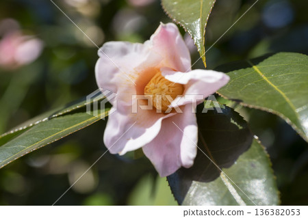 Camellia flower Camellia flower 136382053