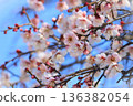 Blue sky and pink weeping plum blossoms 136382054