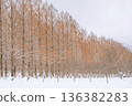 Snow scene of metasequoia trees in Shiga 136382283