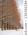 Snow scene of metasequoia trees in Shiga 136382284