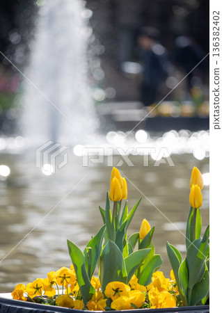 Ice tulips in Ueno Park 136382402