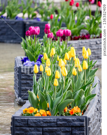 Ice tulips in Ueno Park 136382409