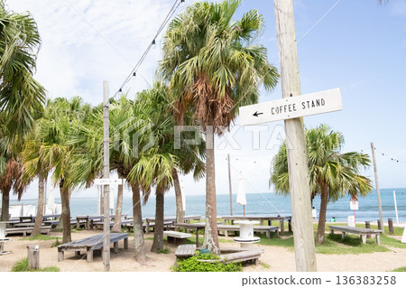 beach lined with palm trees 136383258