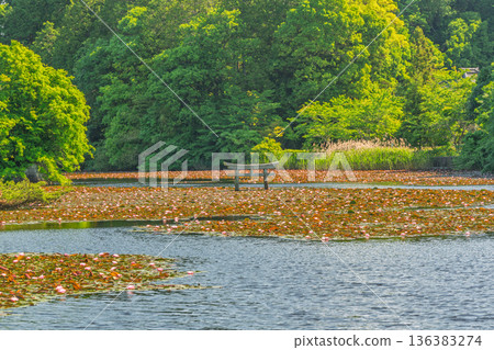 A rare sunken torii gate at Benten Pond in the grounds of Oikeji Temple in Koka City, Shiga Prefecture 136383274